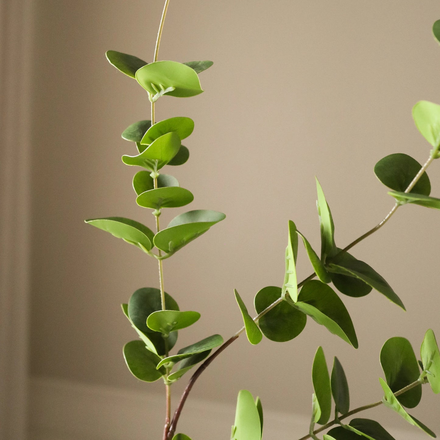 Eucalyptus Three Leaves