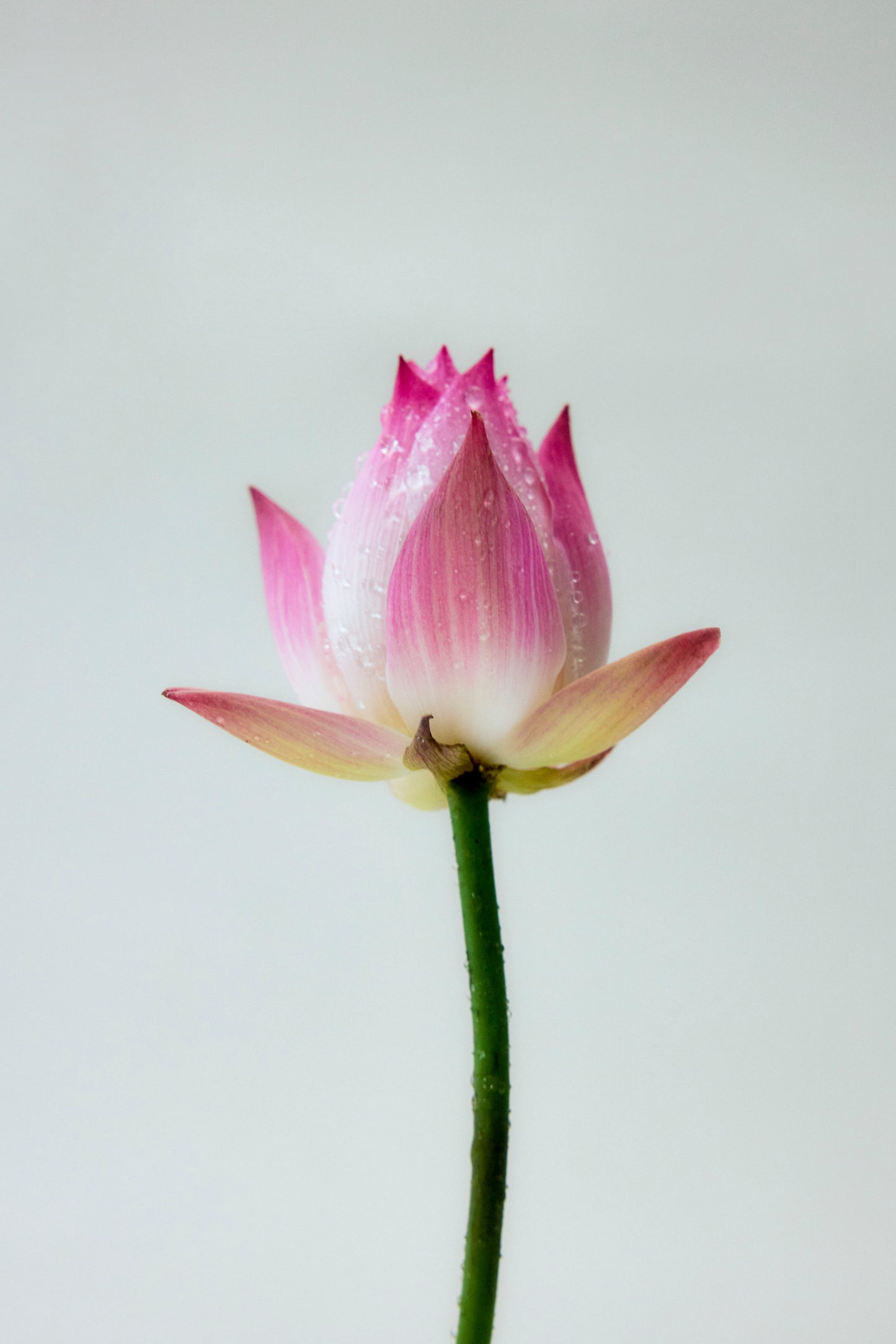 Lotus Clarifying Gentle PHA Facial Mist