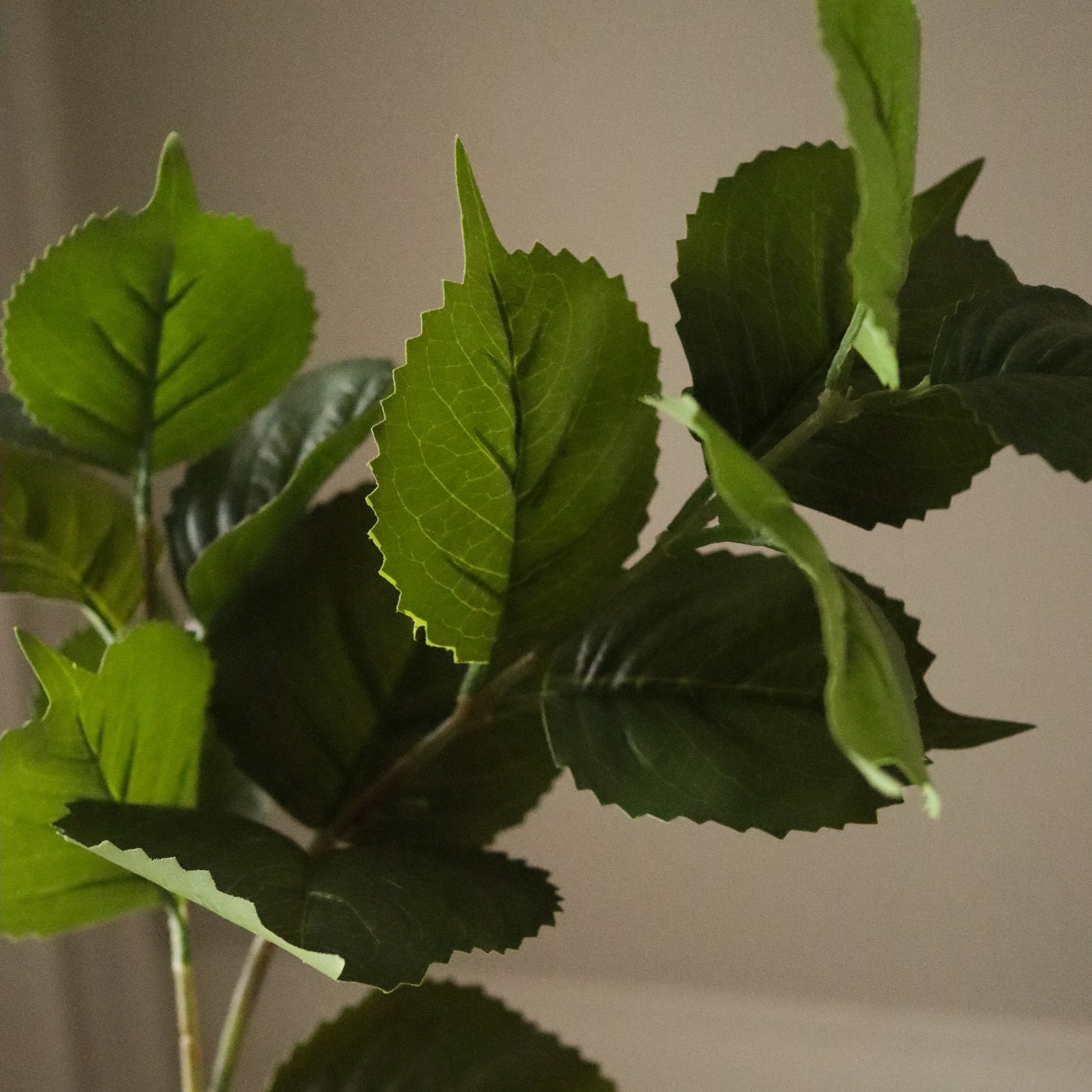 Hydrangea Leaves