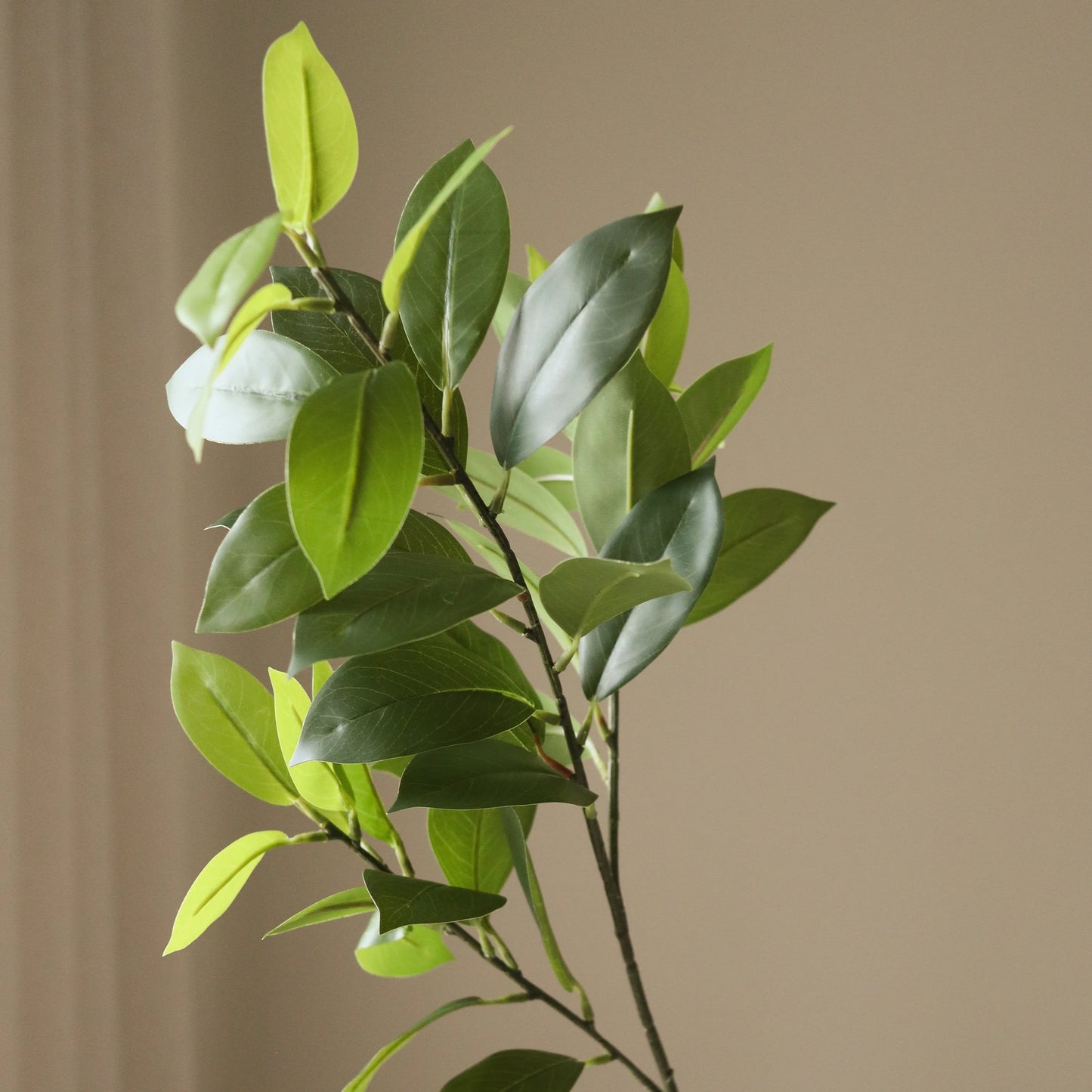 Ruscus Leaves