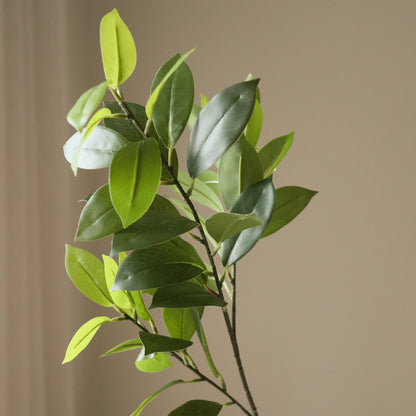 Ruscus Leaves