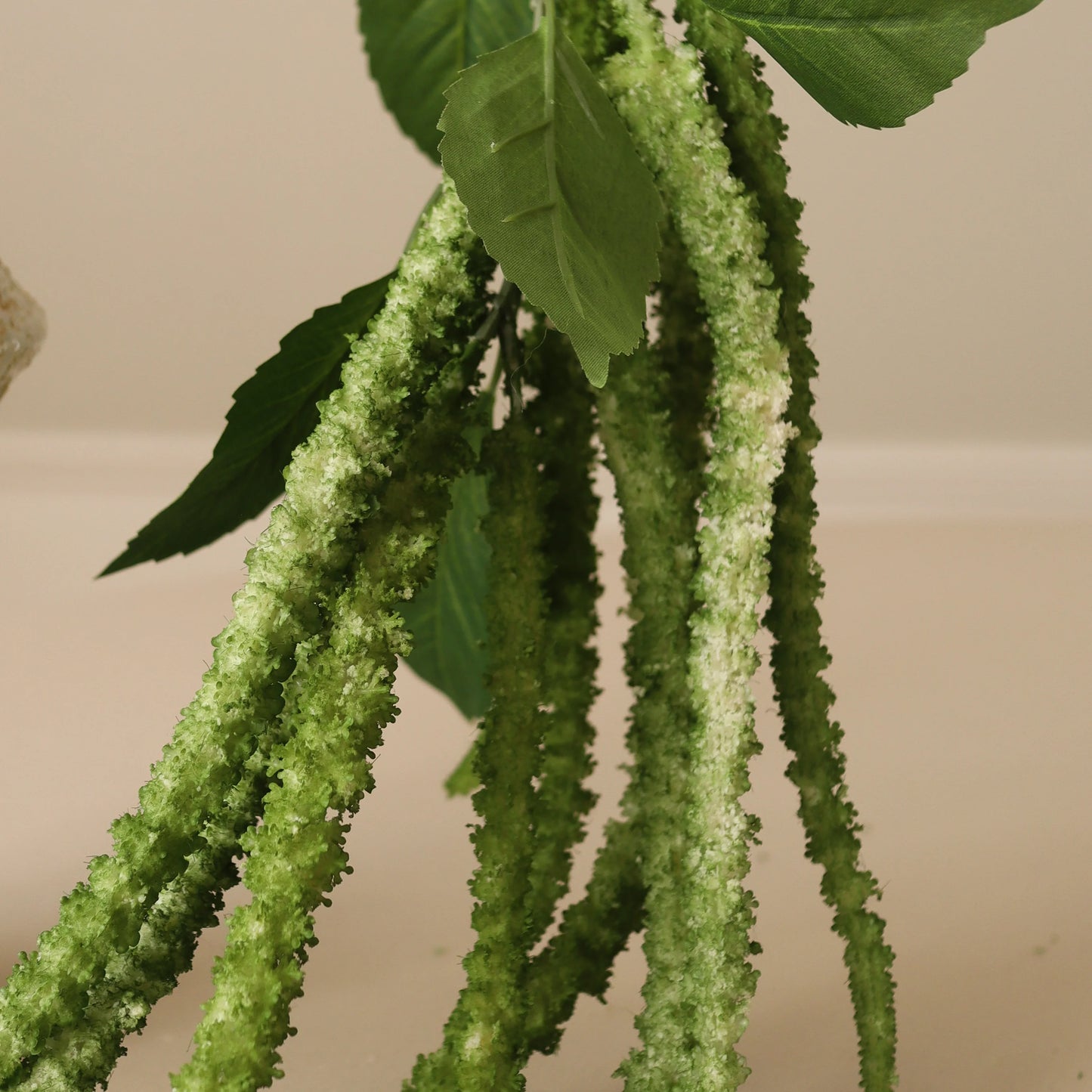Three Forks Amaranthus Flower