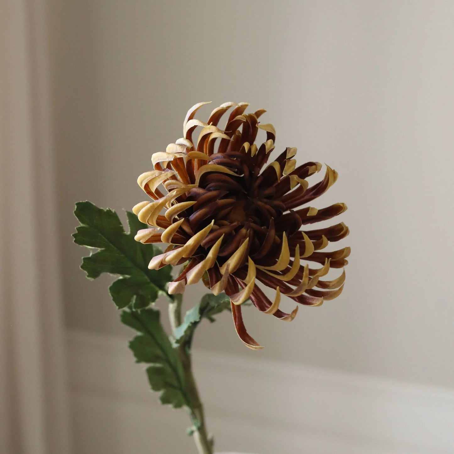 Semi-Cactus Dahlia Flower