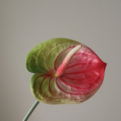 Anthurium Flower