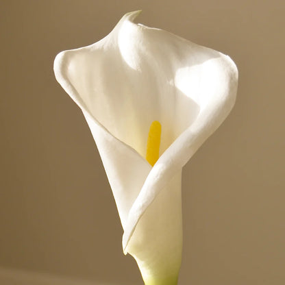 Calla Lily Flower